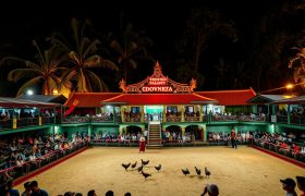 bandar sabung ayam terpercaya
